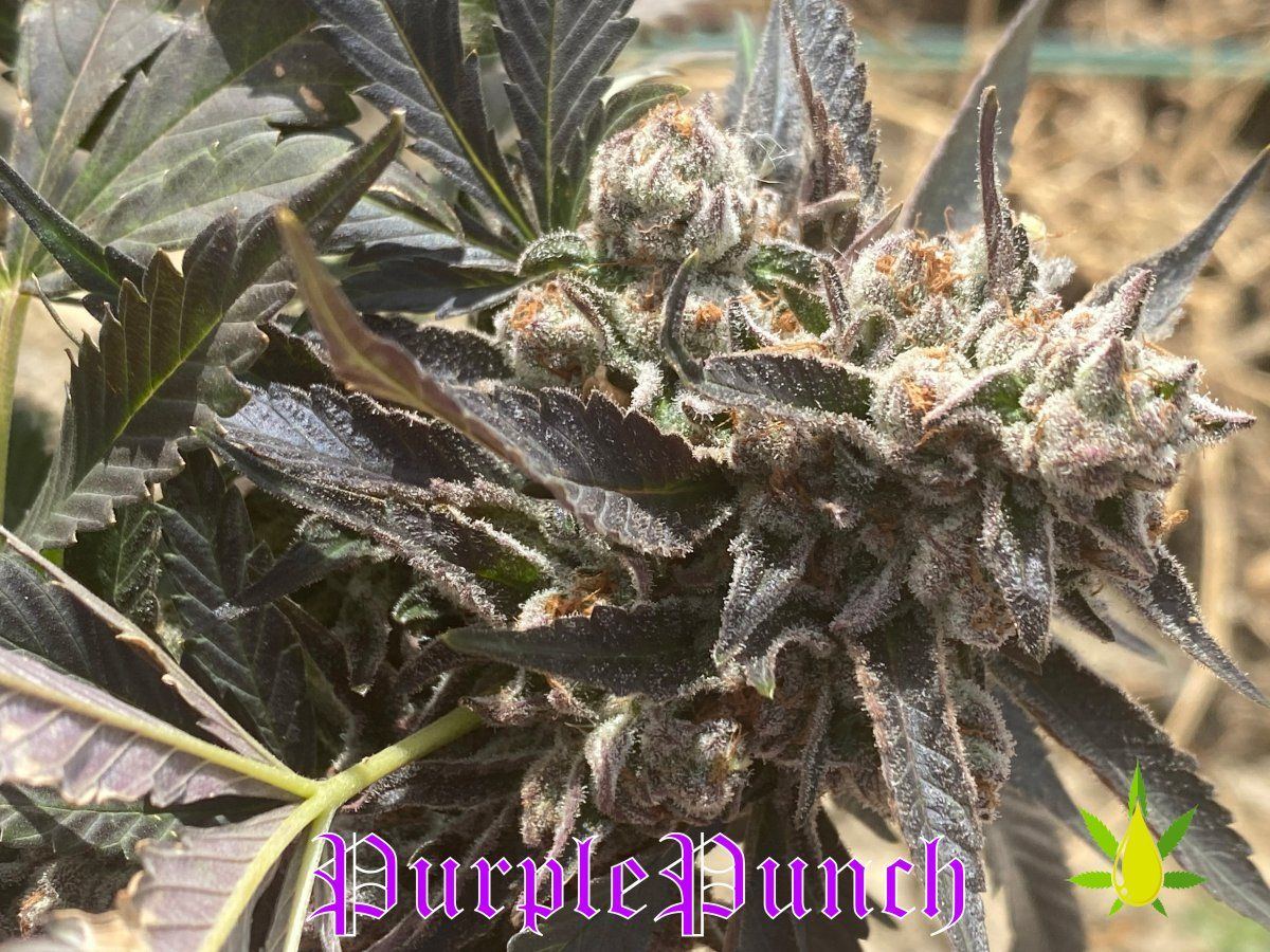 Purplepunch1logo