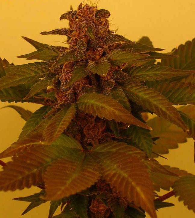 PurpleRhino 06