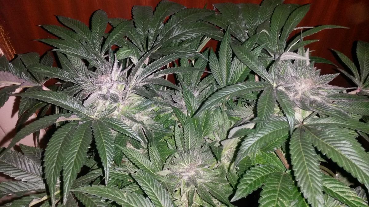 Purplesourbubble2