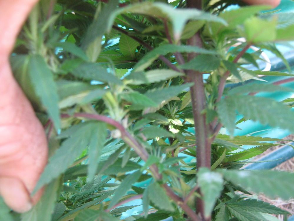 Purplestems