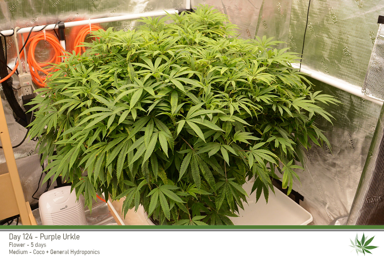 PurpleUrkle 124Days Side