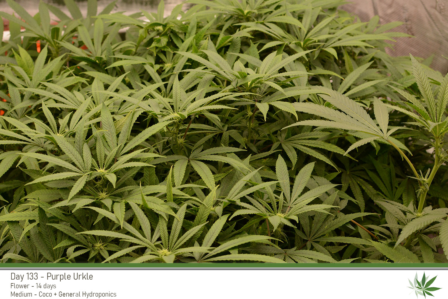 PurpleUrkle 133Days Side