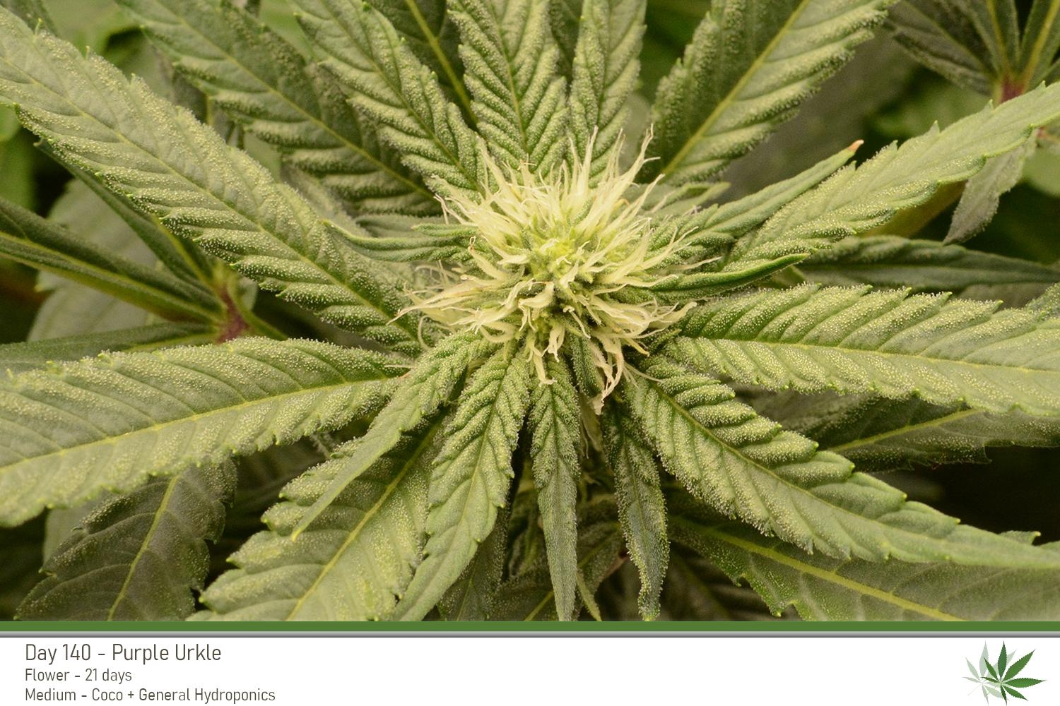 PurpleUrkle 140Days Bud