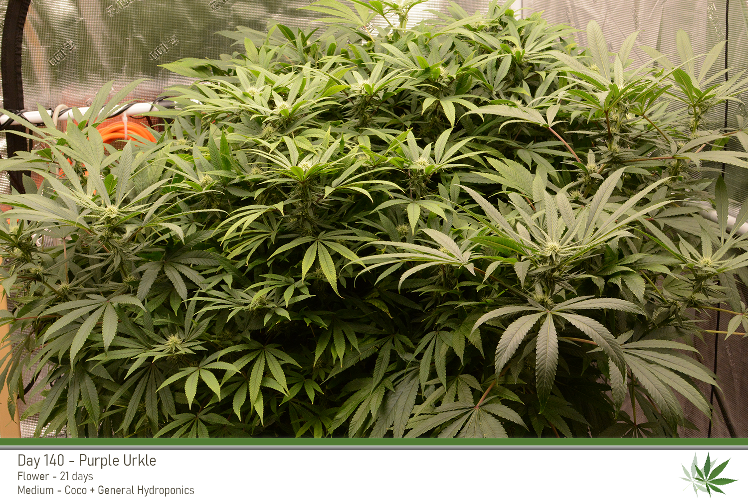 PurpleUrkle 140Days Top