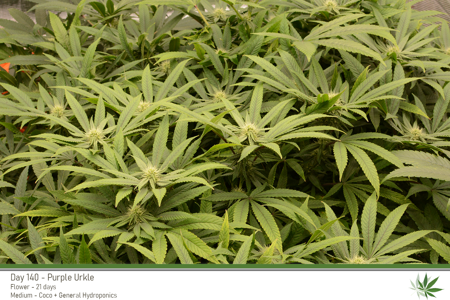 PurpleUrkle 140Days Top2