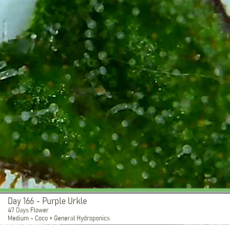 PurpleUrkle 166 Trichs