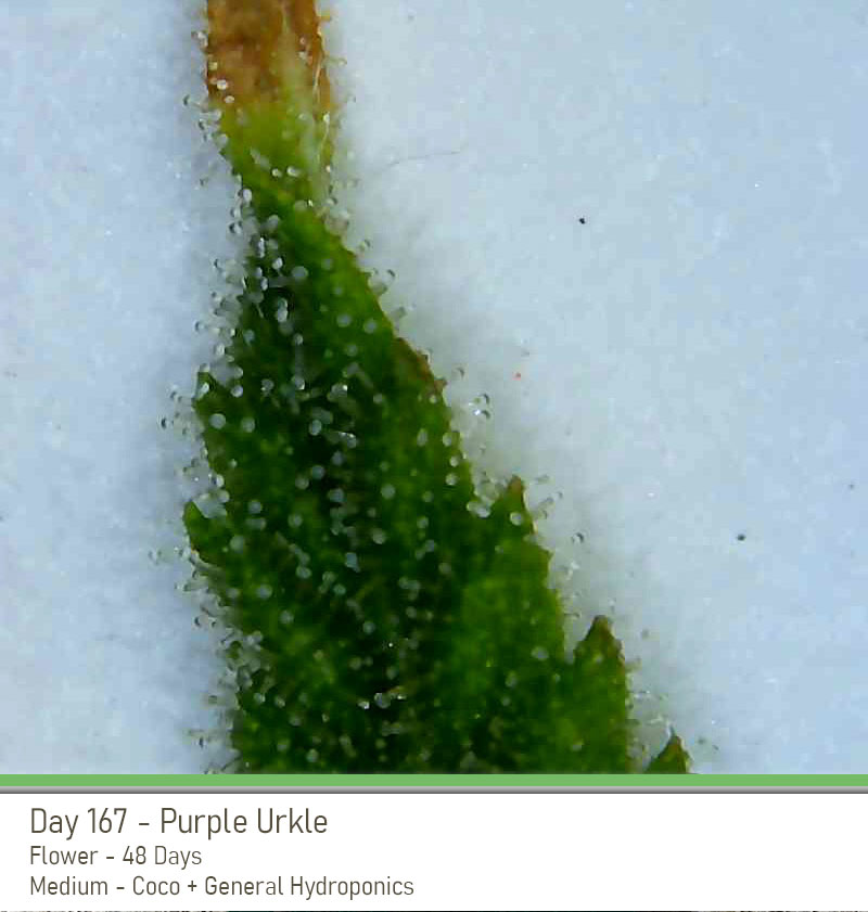 PurpleUrkle 167 Trichs