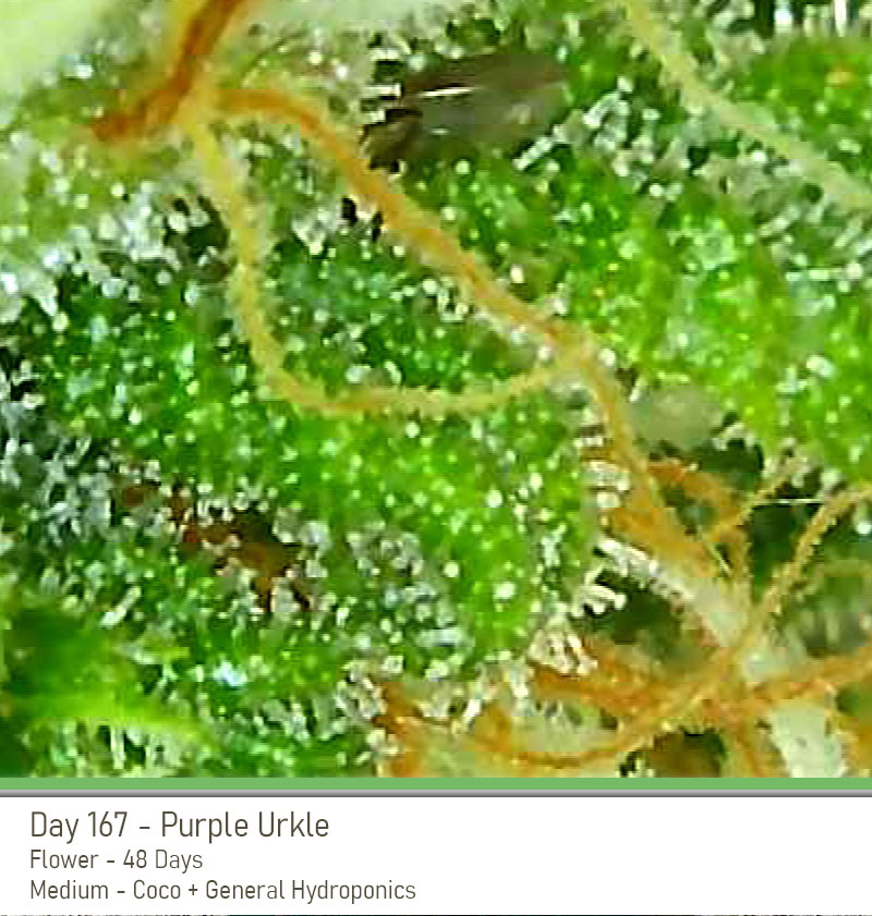 PurpleUrkle 167 Trichs2