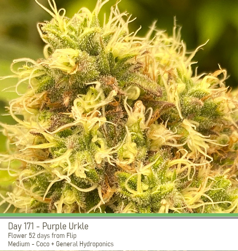 PurpleUrkle 171Days Bud1