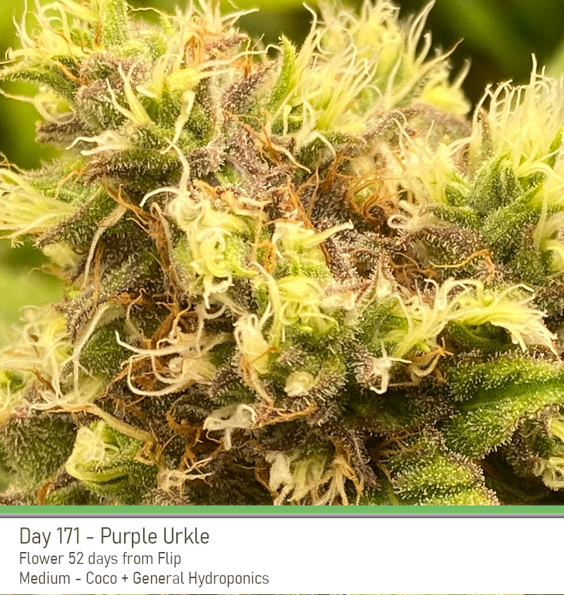 PurpleUrkle 171Days Bud2