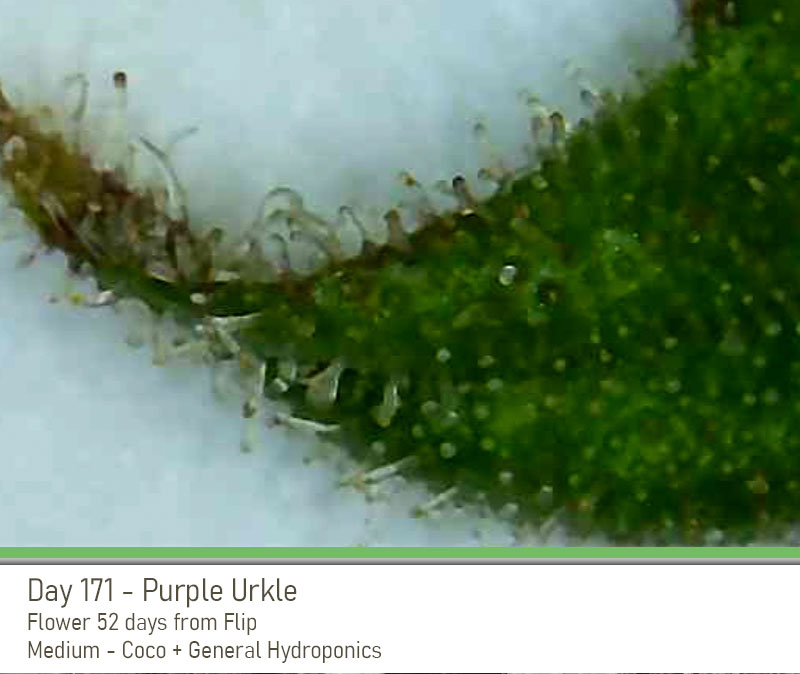 PurpleUrkle 171Days Trich2