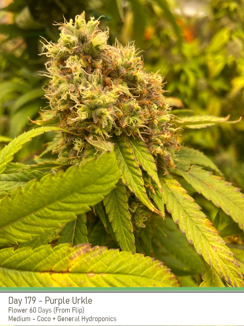 PurpleUrkle 179Days Bud