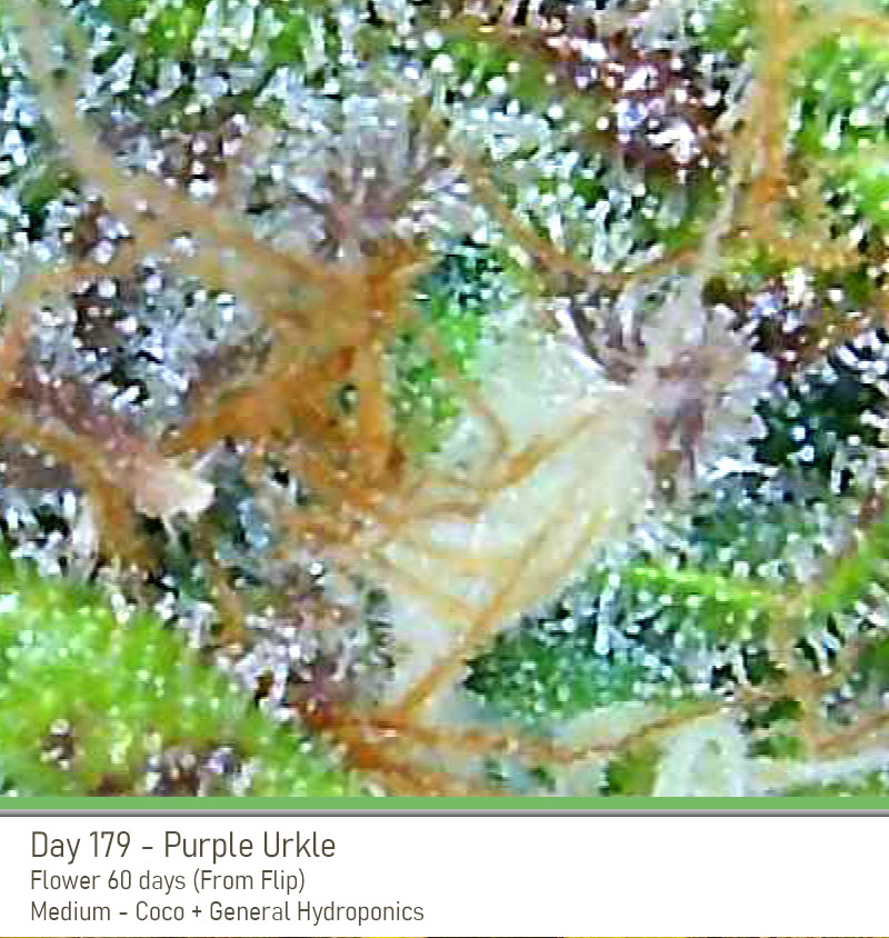 PurpleUrkle 179Days Trich