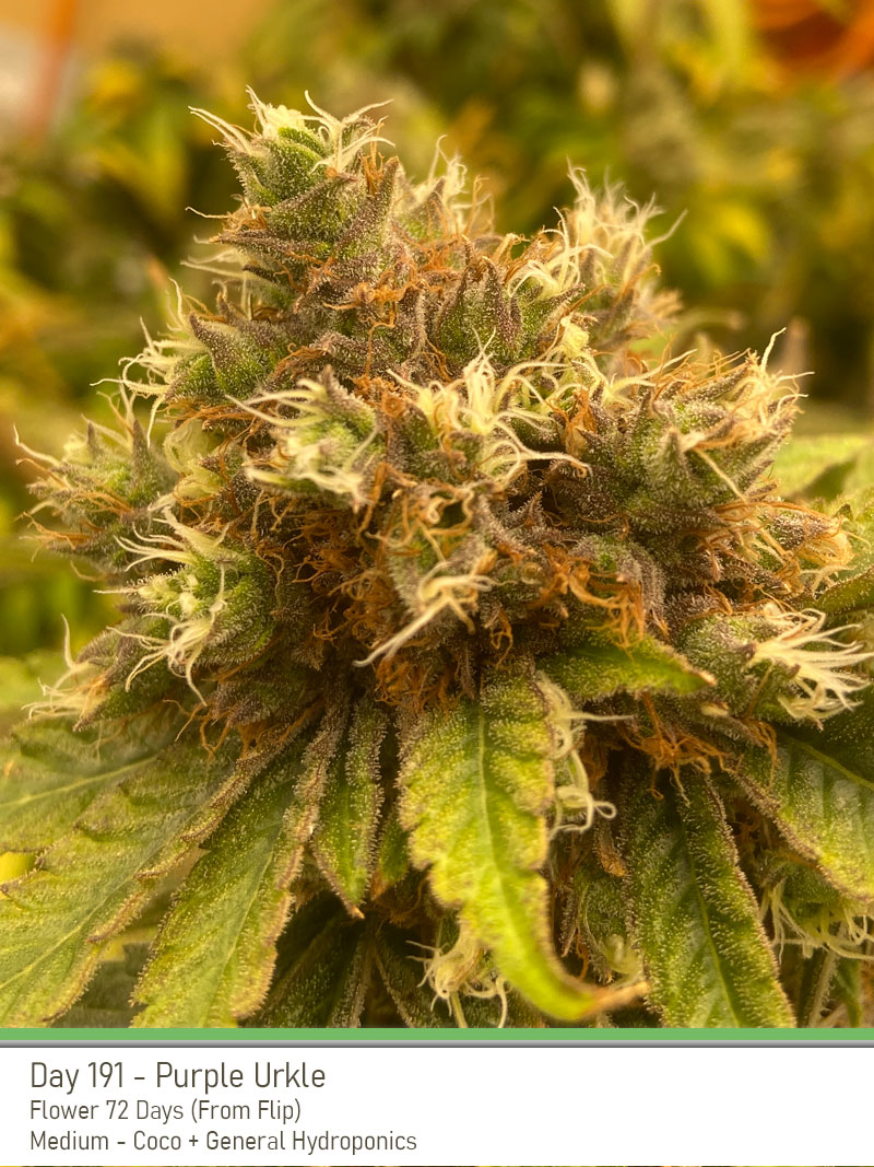PurpleUrkle 191Days Bud