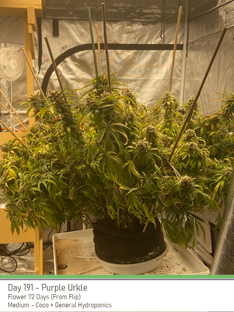 PurpleUrkle 191Days Full