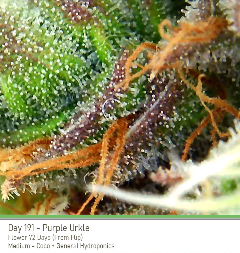 PurpleUrkle 191Days Trich
