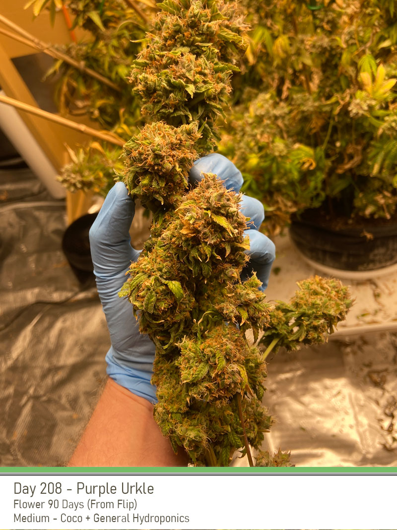 PurpleUrkle 208Days Bud1