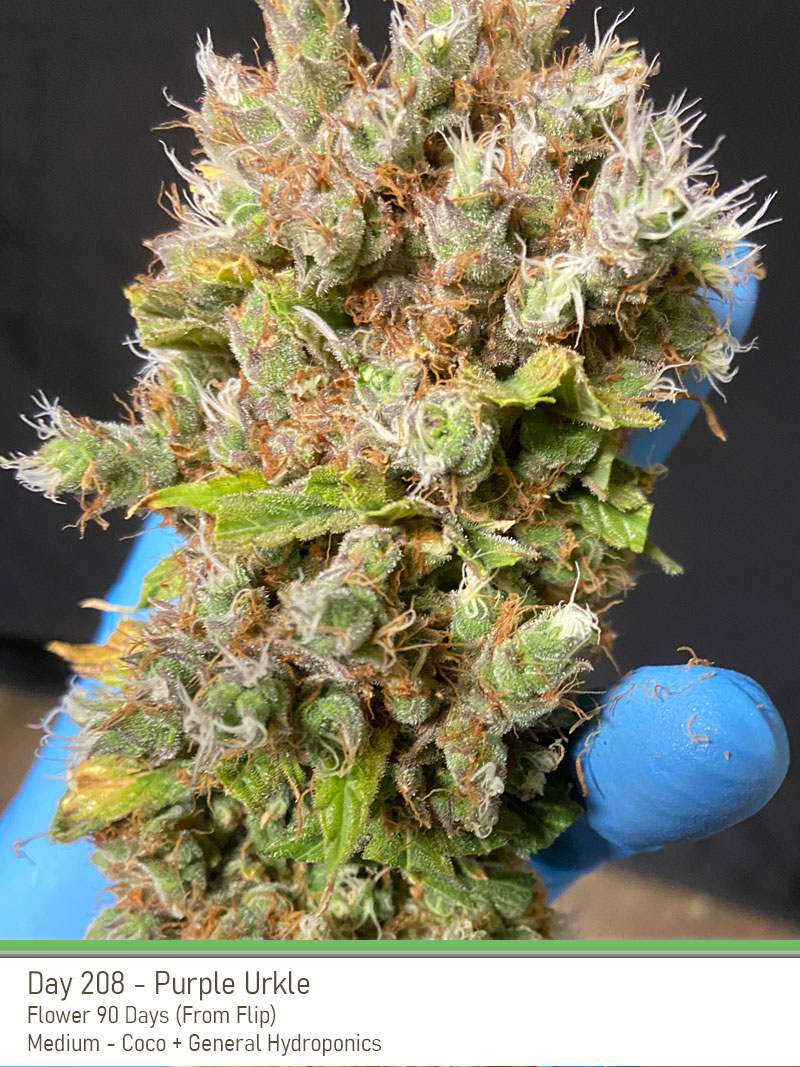 PurpleUrkle 208Days Bud2