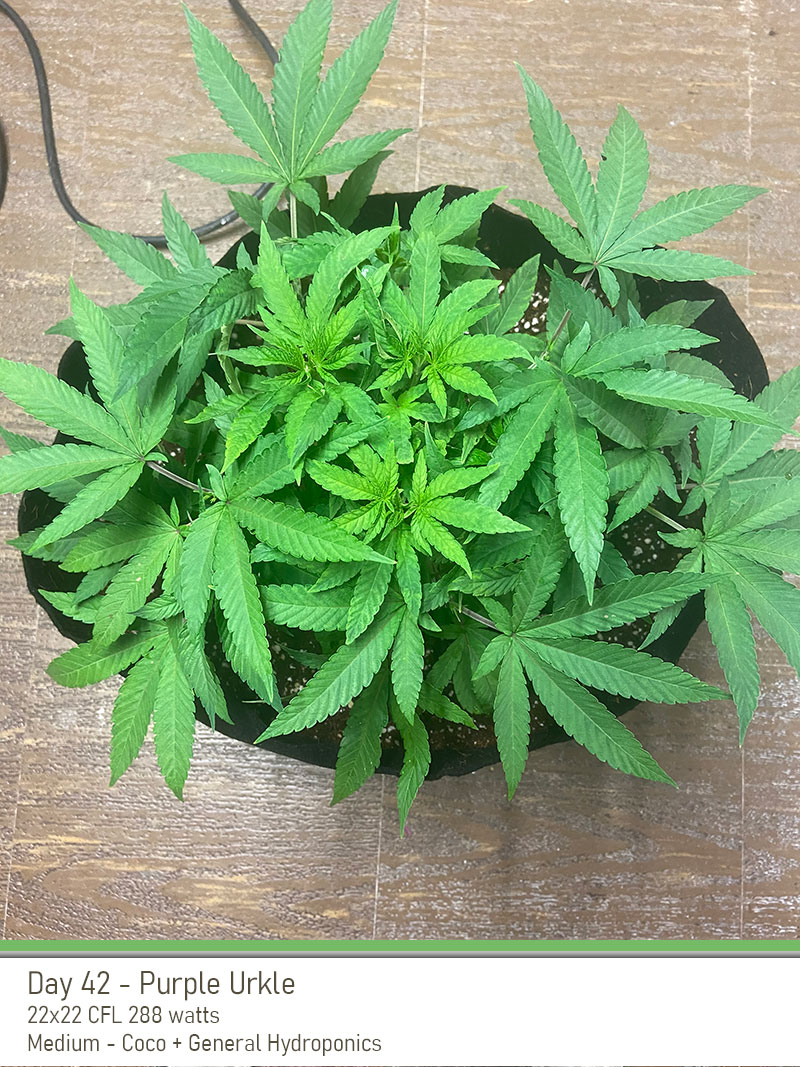 Purpleurkle 42days top