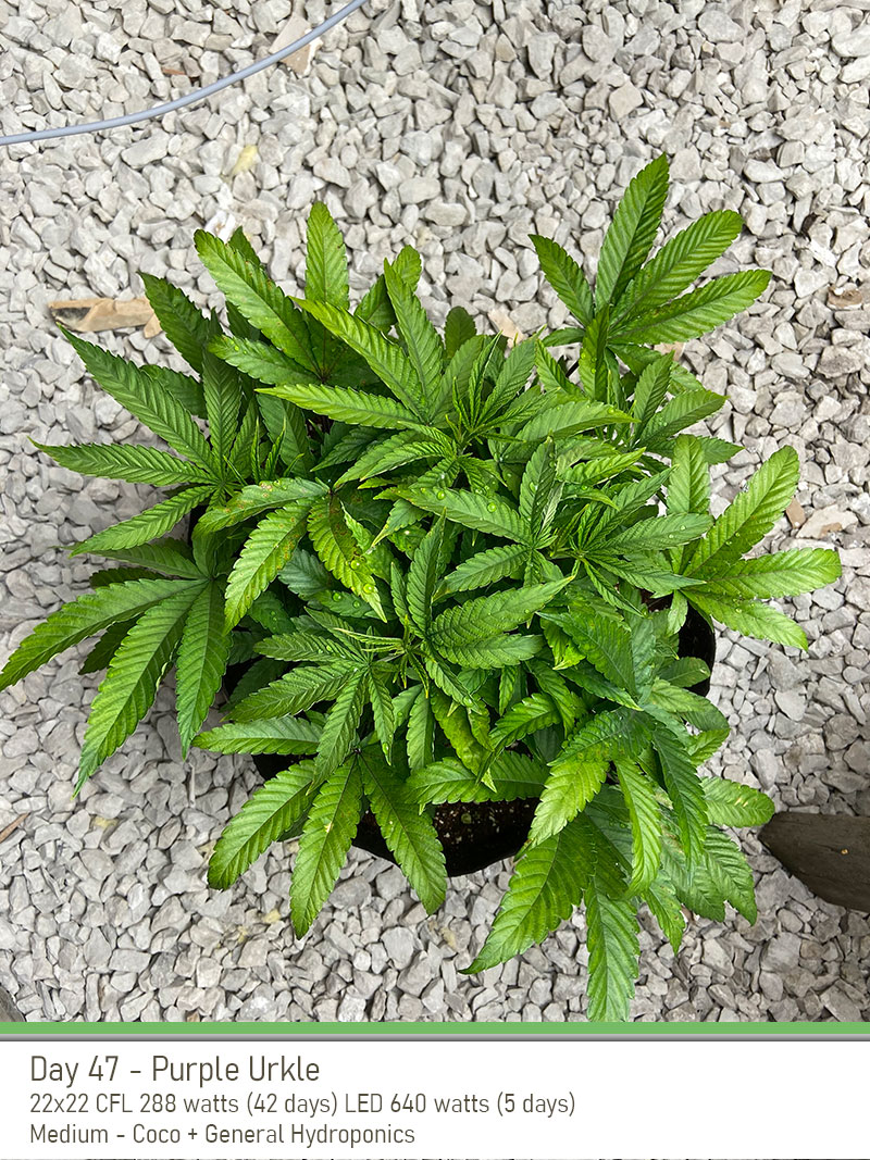 Purpleurkle 47days top