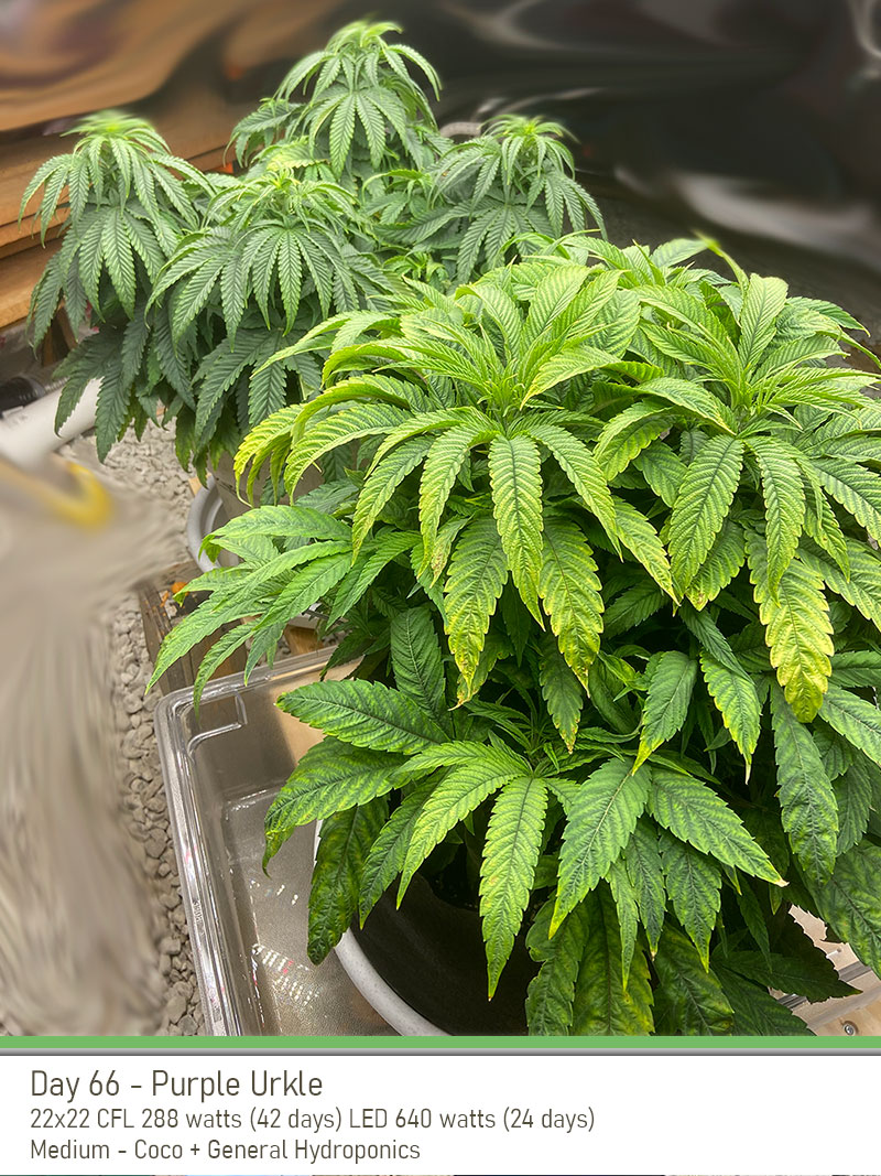 PurpleUrkle 66Days