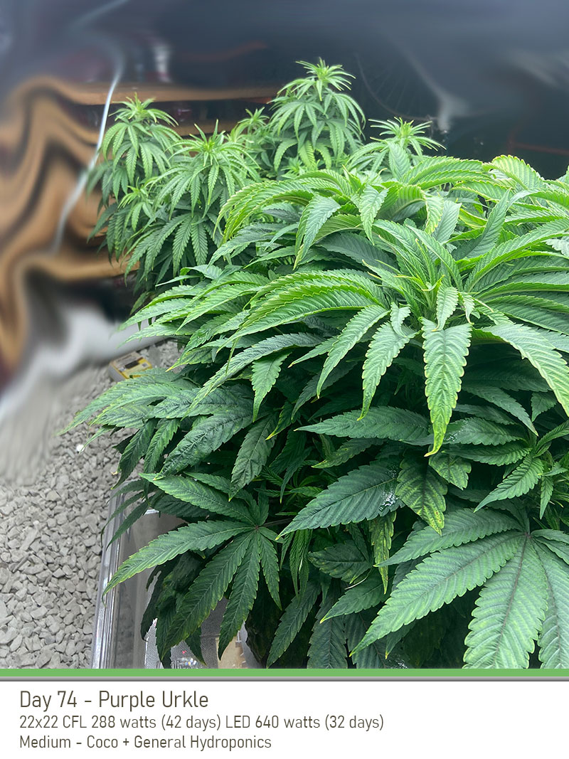 PurpleUrkle 74Days Side