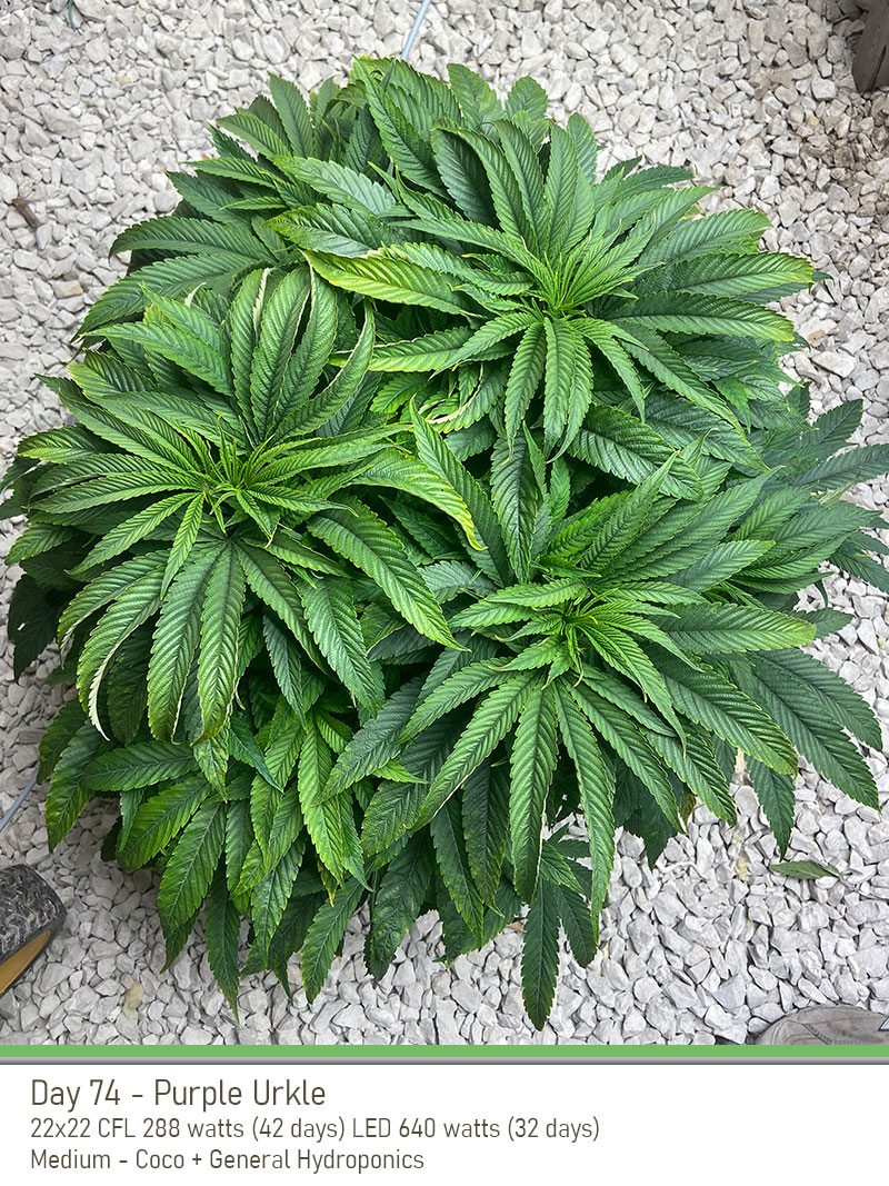 PurpleUrkle 74Days Top