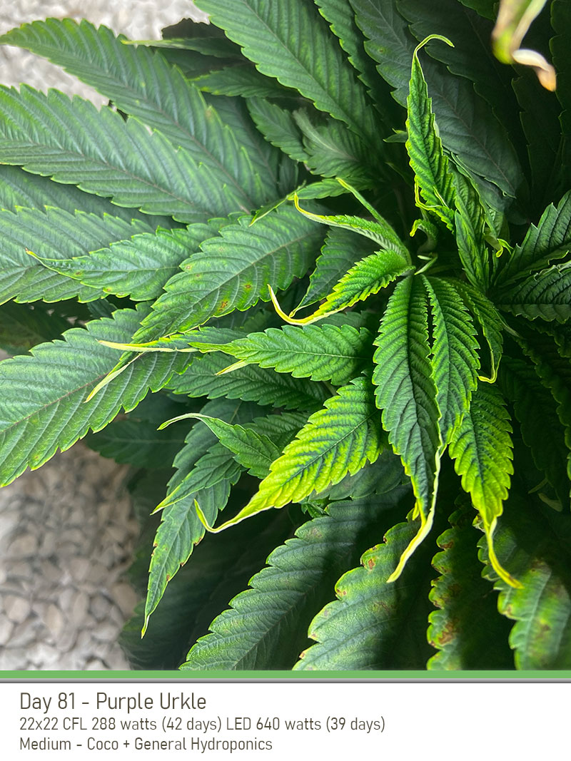PurpleUrkle 81Days Leaves2