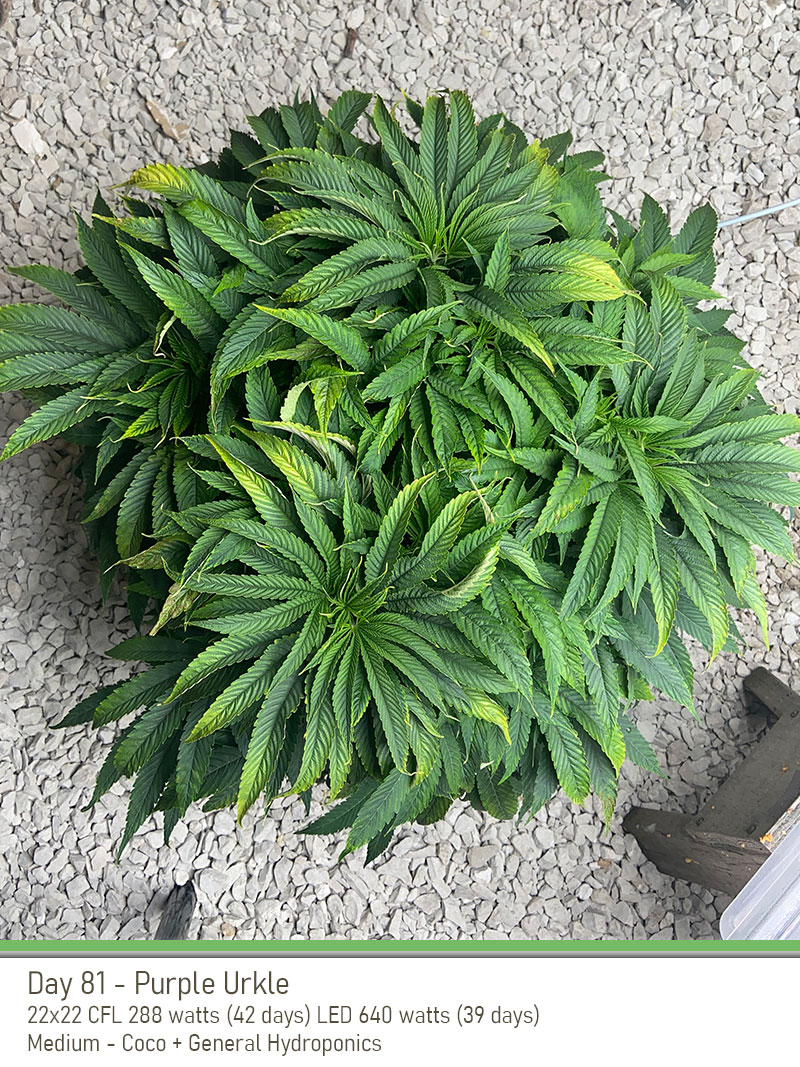 PurpleUrkle 81Days Top