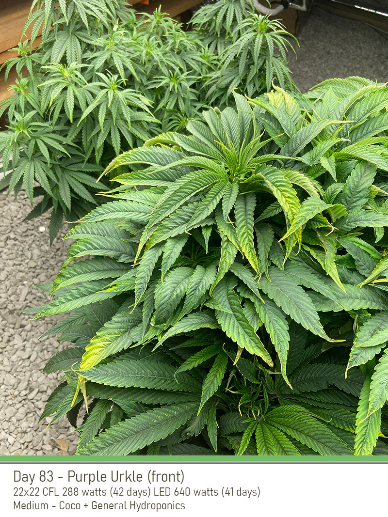 PurpleUrkle 83Days Side
