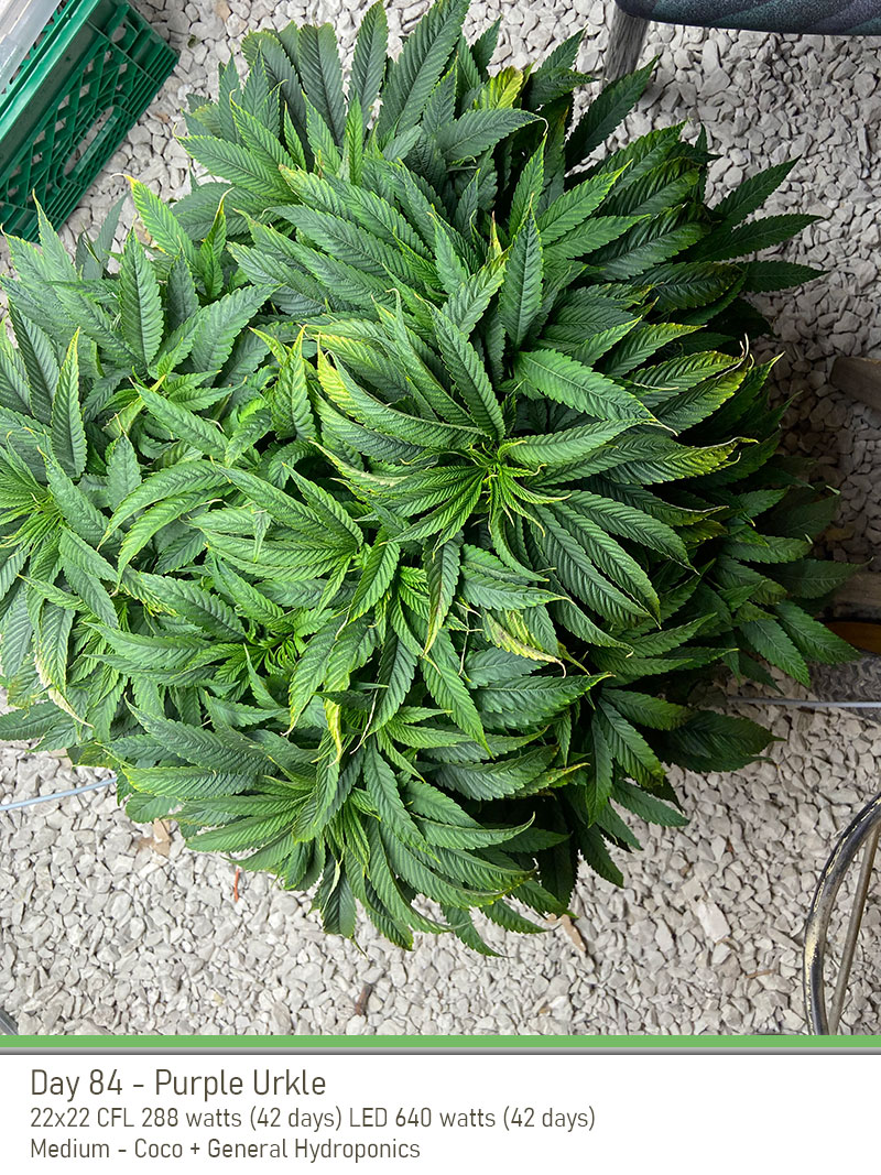 PurpleUrkle 84Days Top