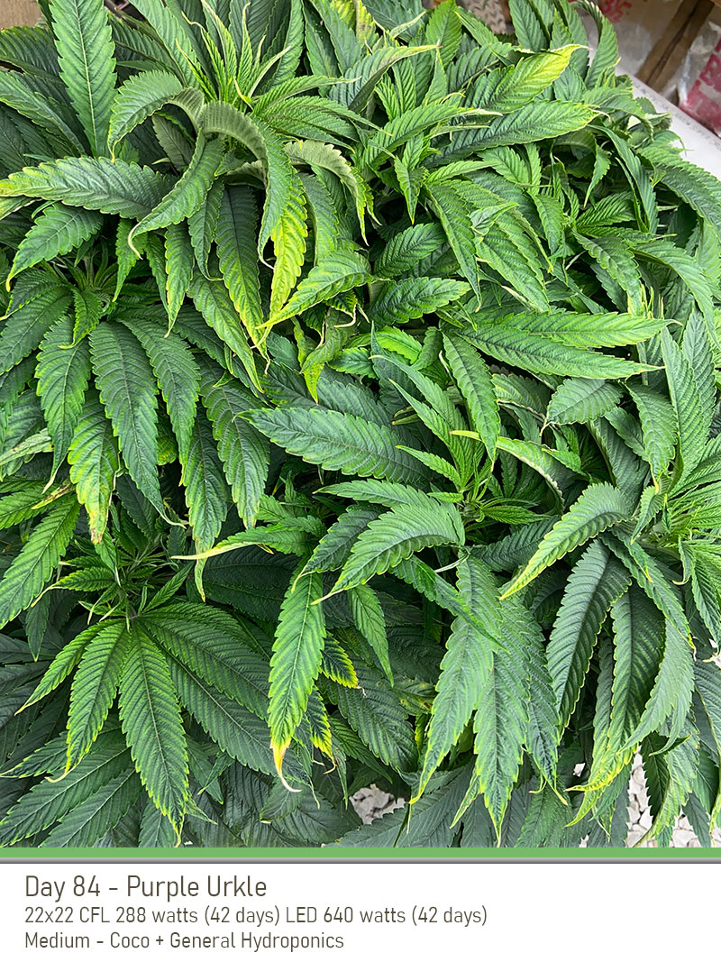 PurpleUrkle 84Days Top2