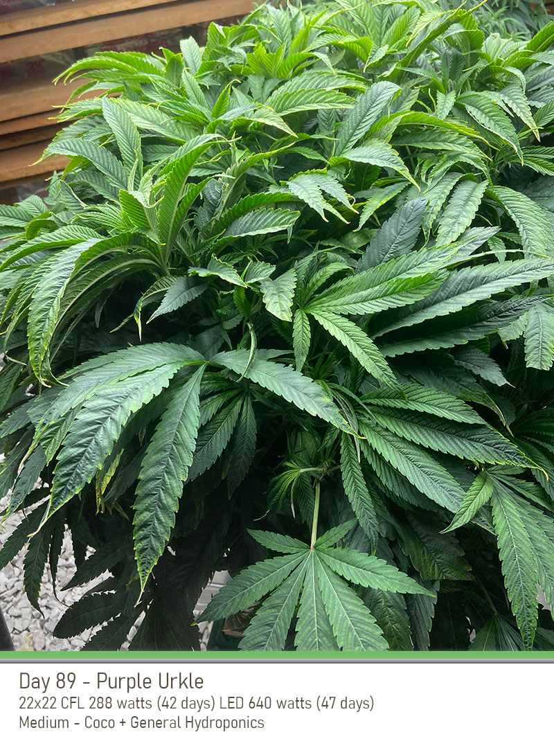 PurpleUrkle 89Days Fr2