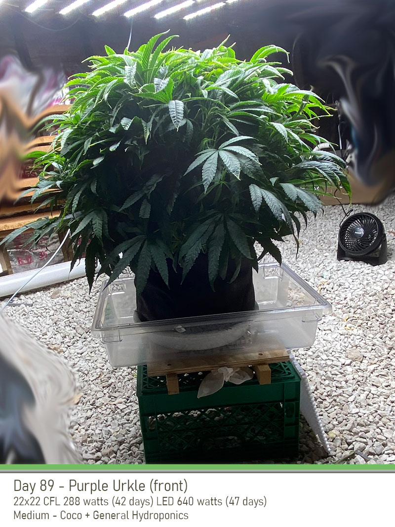 PurpleUrkle 89Days Top