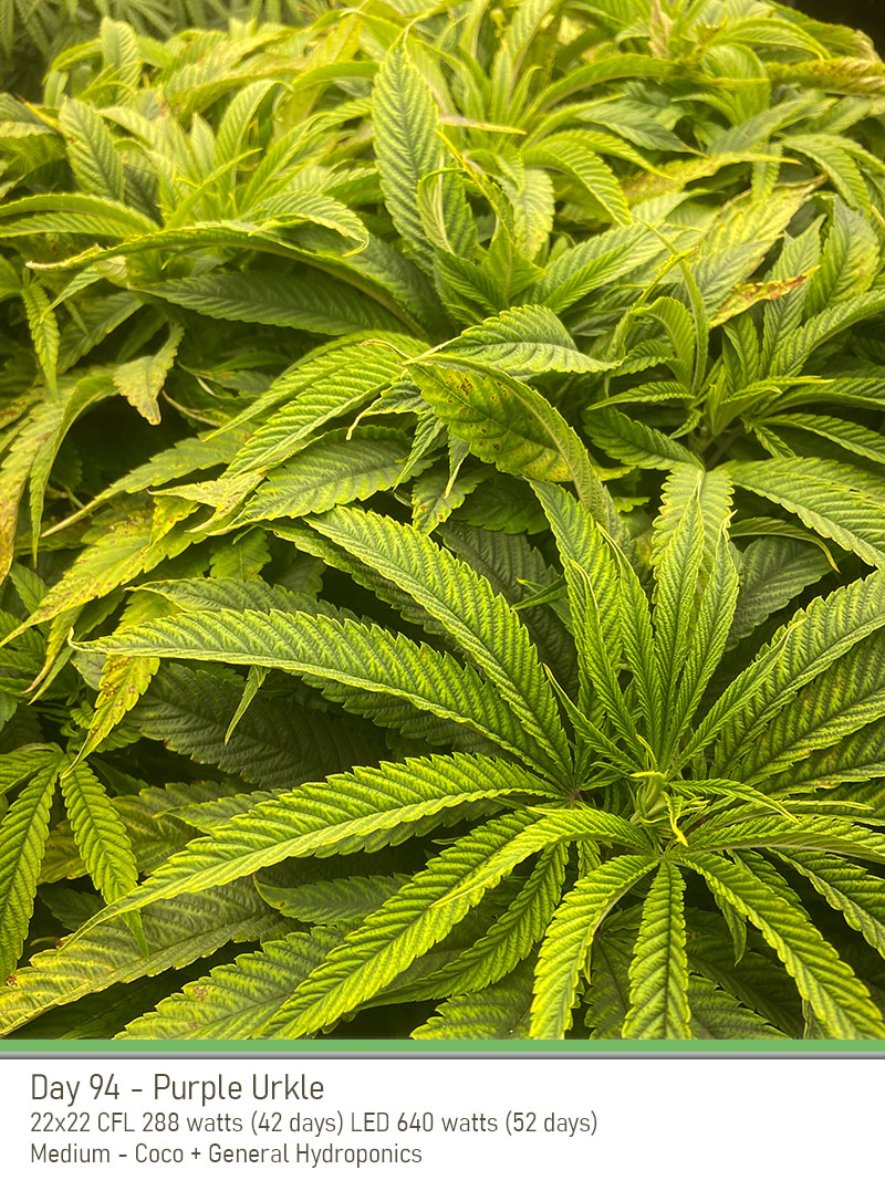 PurpleUrkle 94Days leaves1