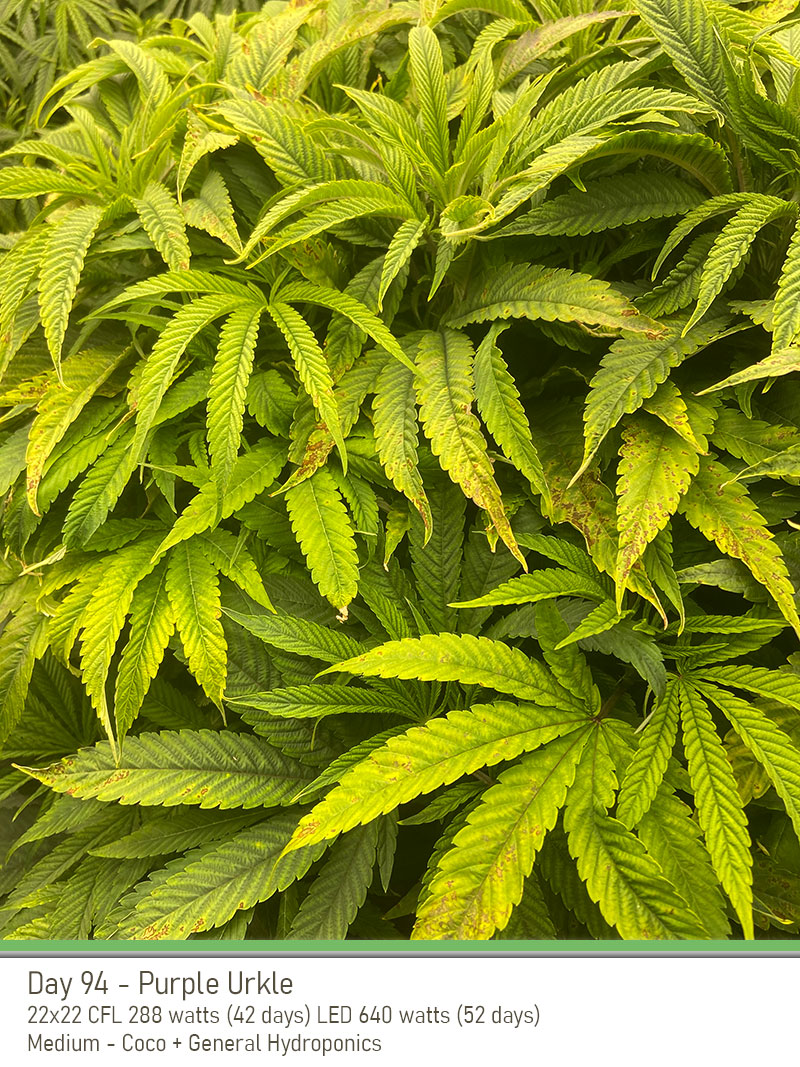 PurpleUrkle 94Days leaves2