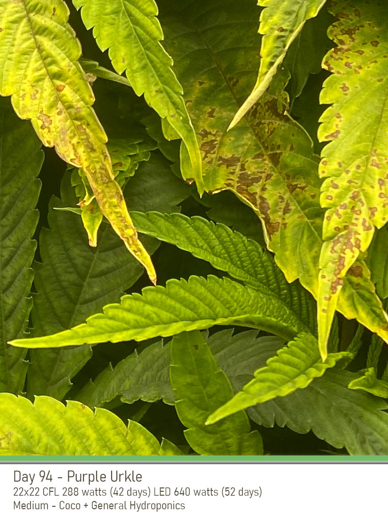 PurpleUrkle 94Days leaves3
