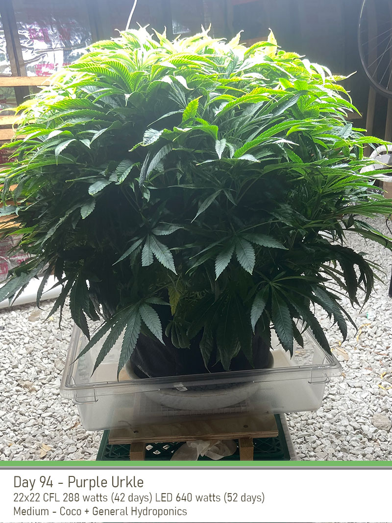 PurpleUrkle 94Days Side