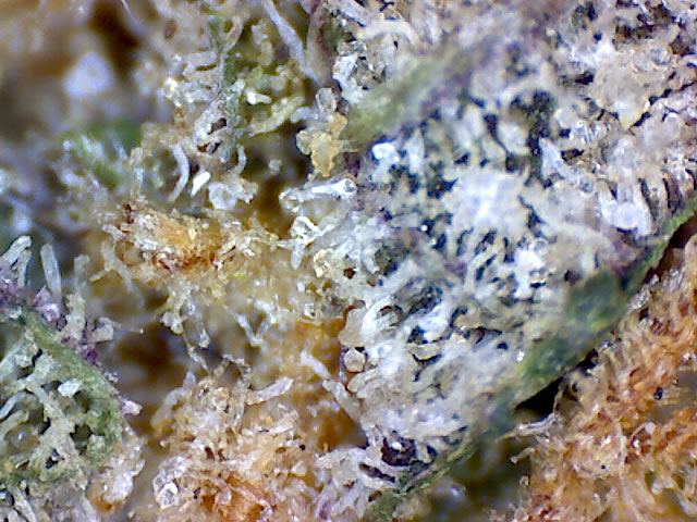 PurpleUrkle macro1