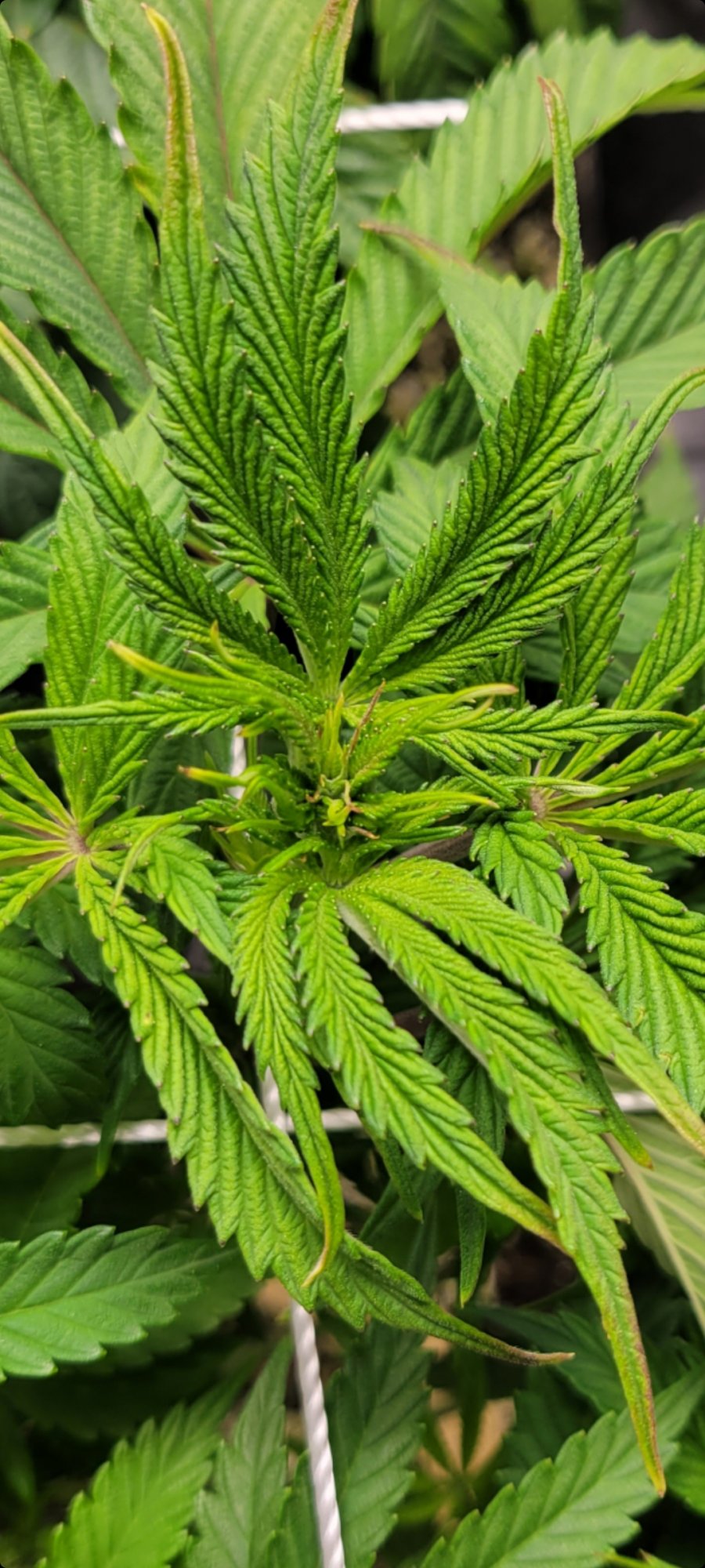 Purpleyellow leaf tips on new growth