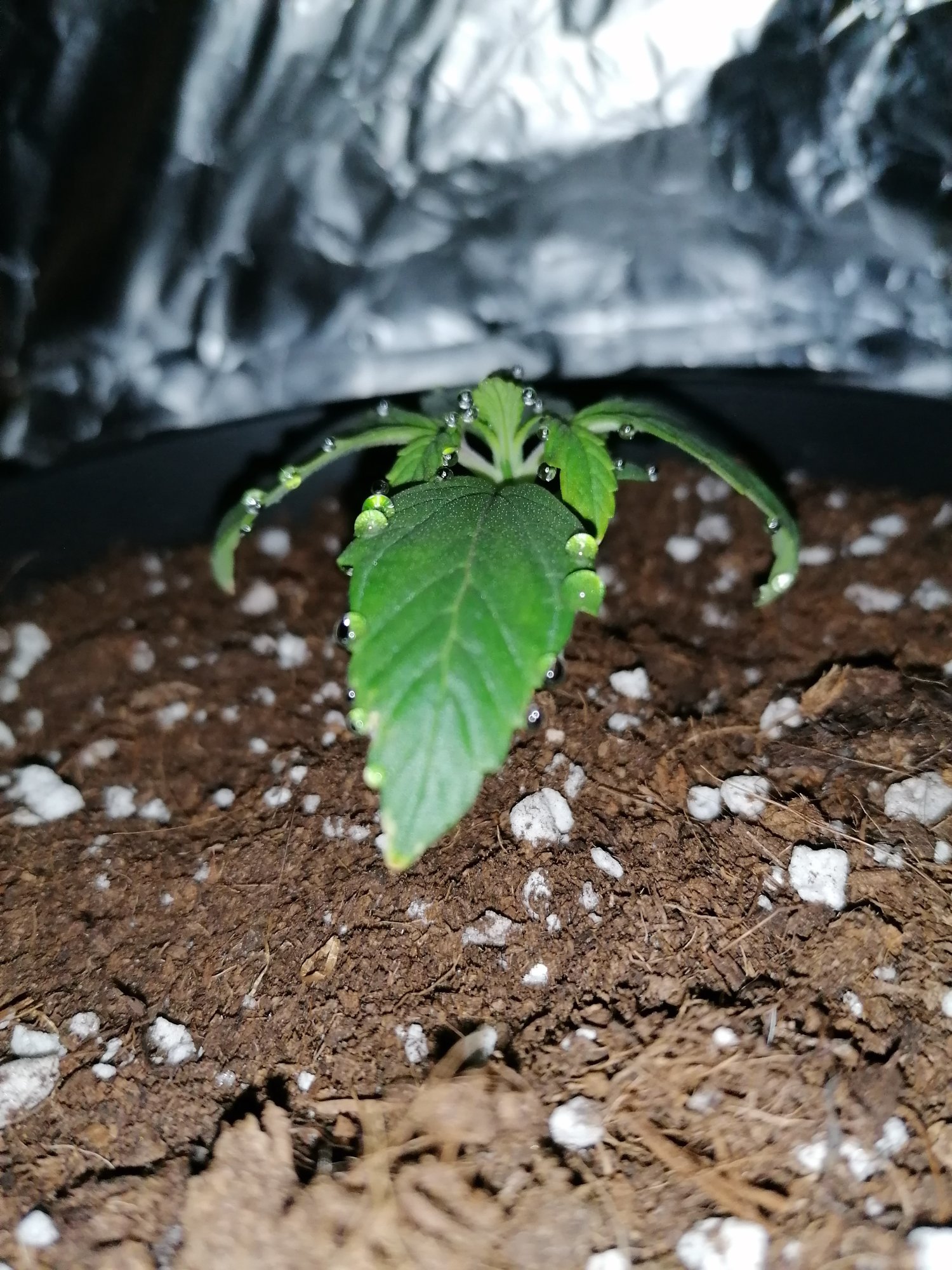 Purplish on new growth seedling 2