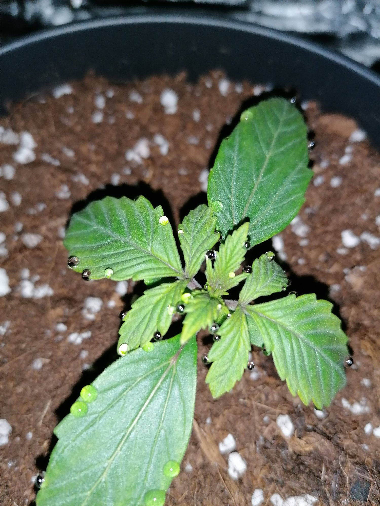 Purplish on new growth seedling 3