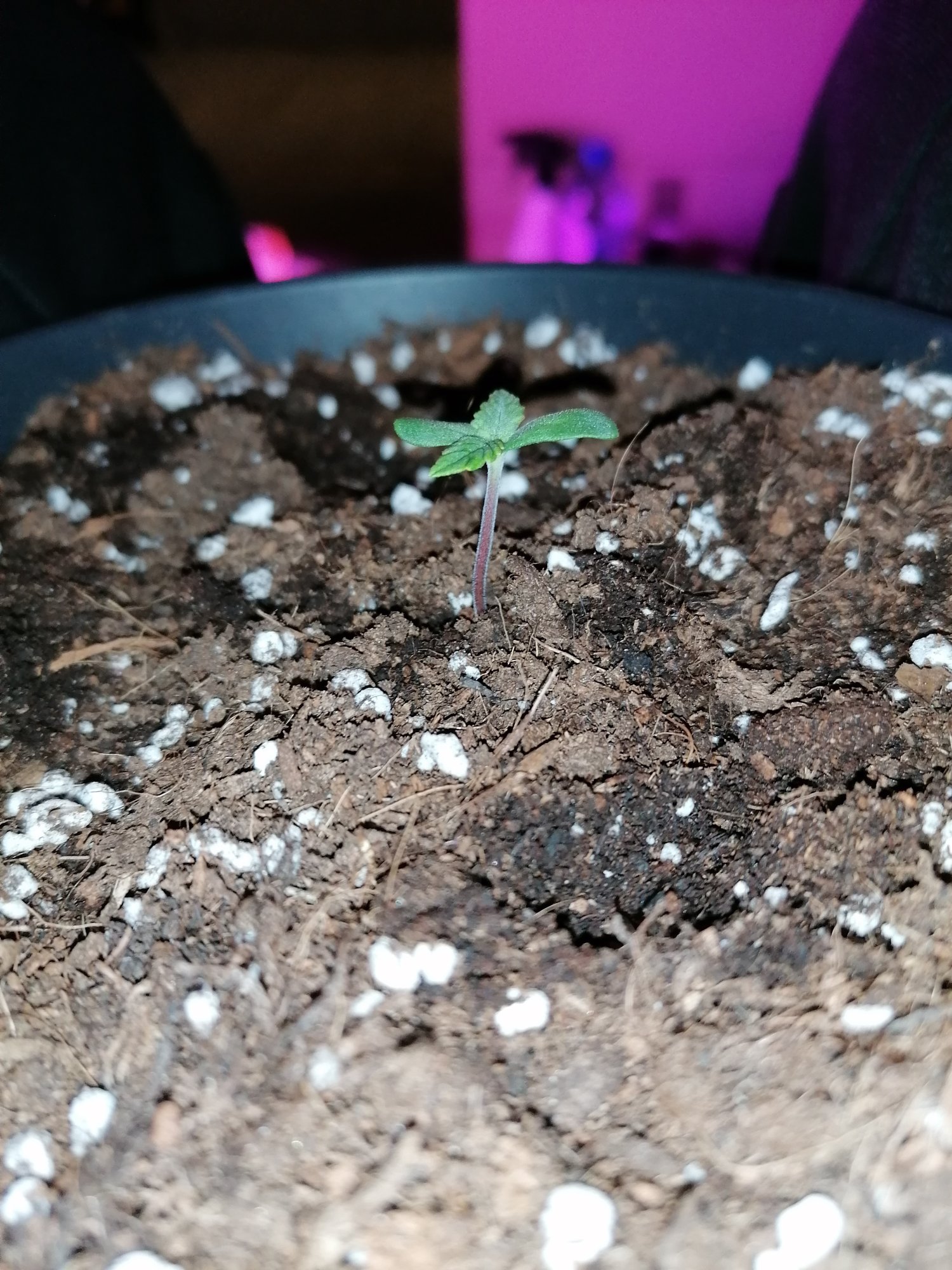 Purplish on new growth seedling