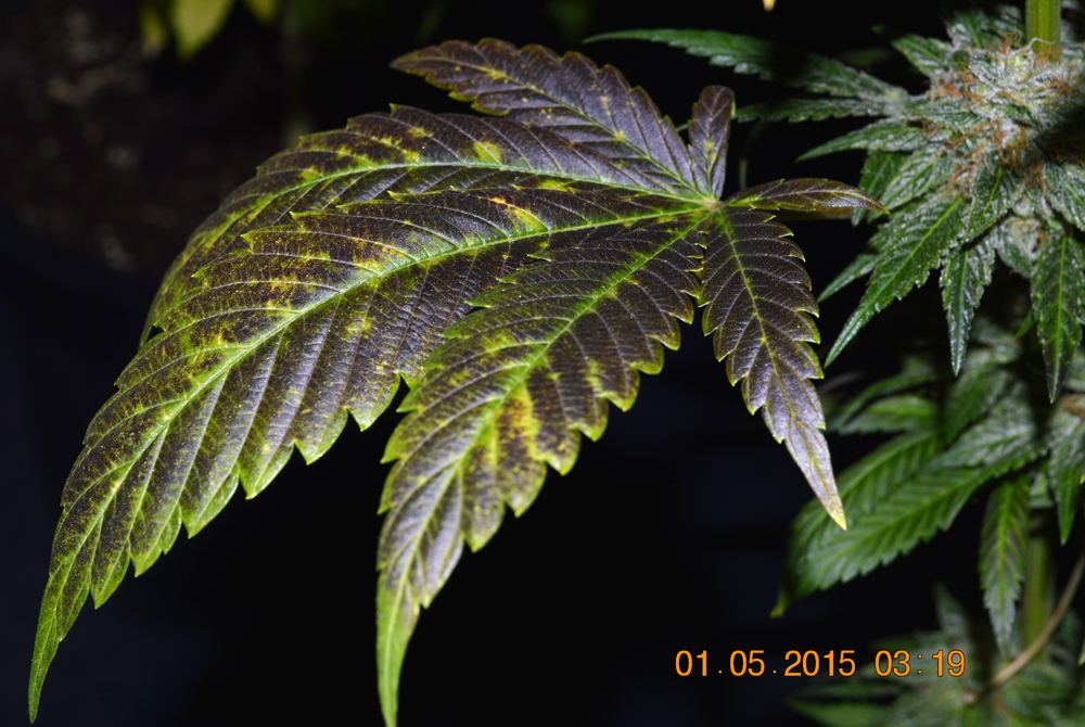 Purplleave