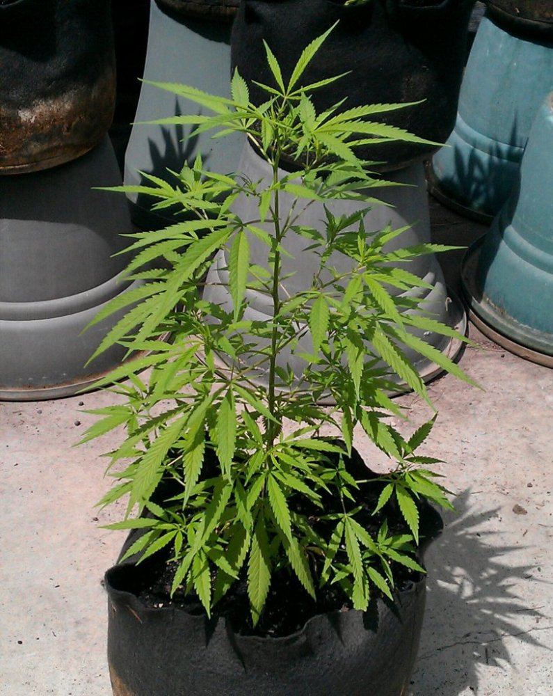 Purplw Heart  2 days