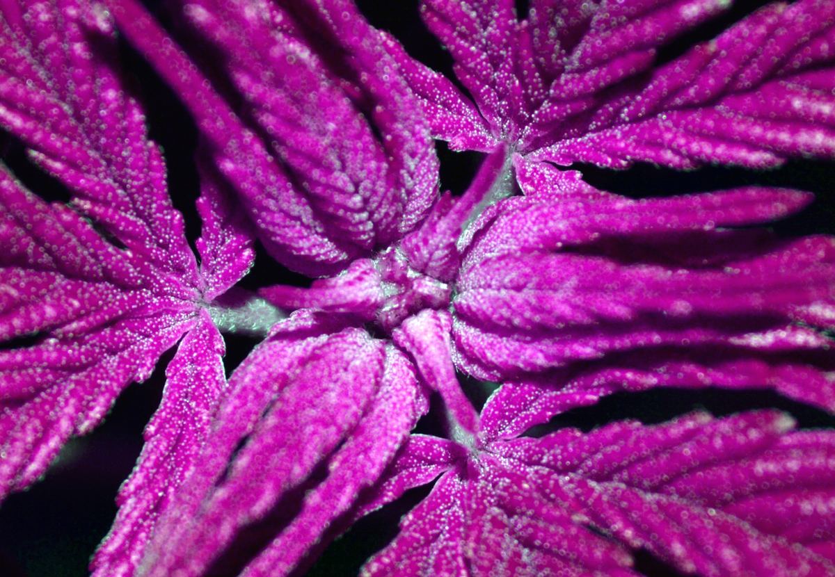 Purpmaletrifrost