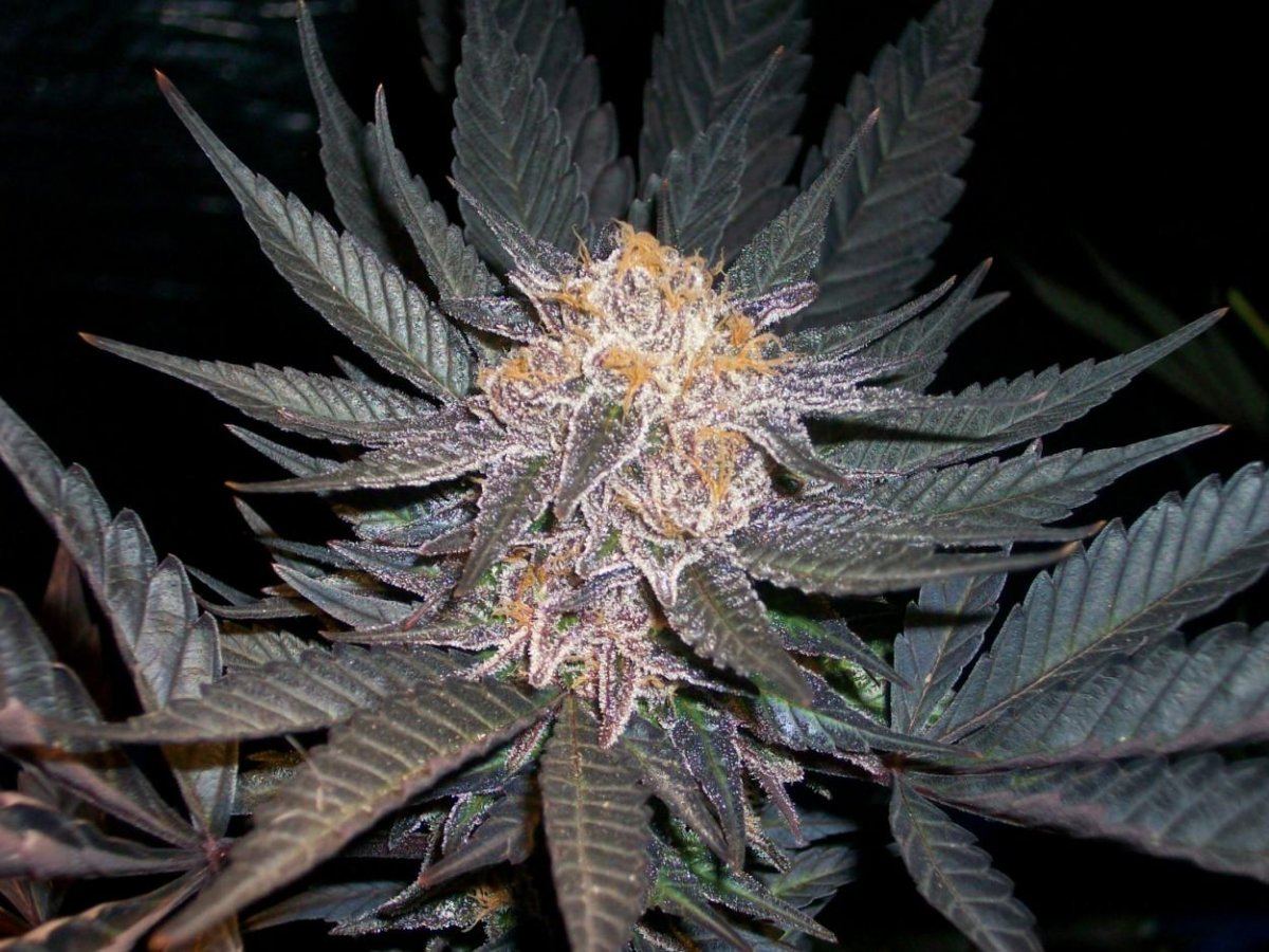 Purps 1250 x 938