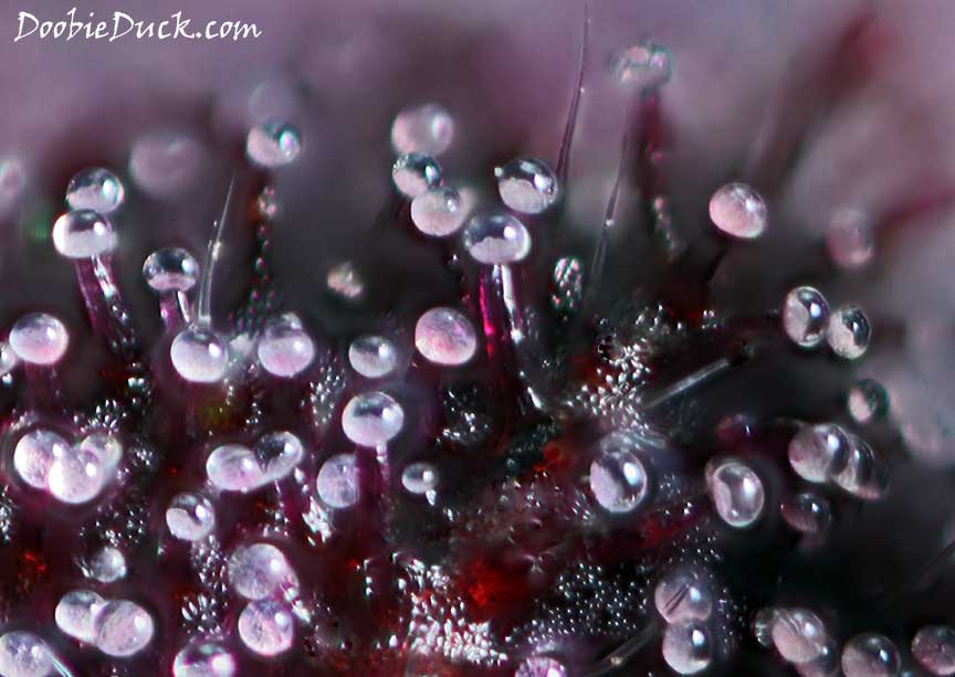 Purps 2042 W