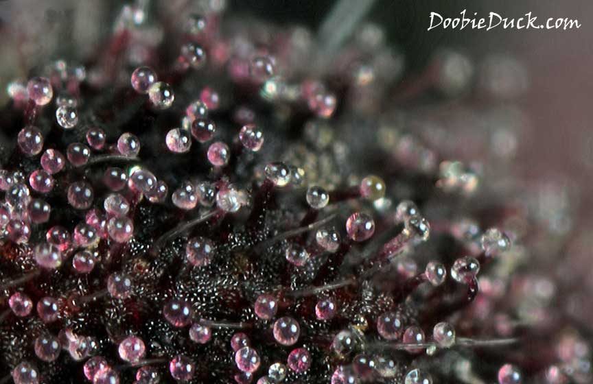 Purps 2114 2194 W