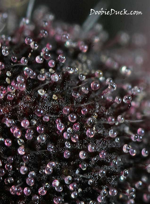 Purps 2194 W